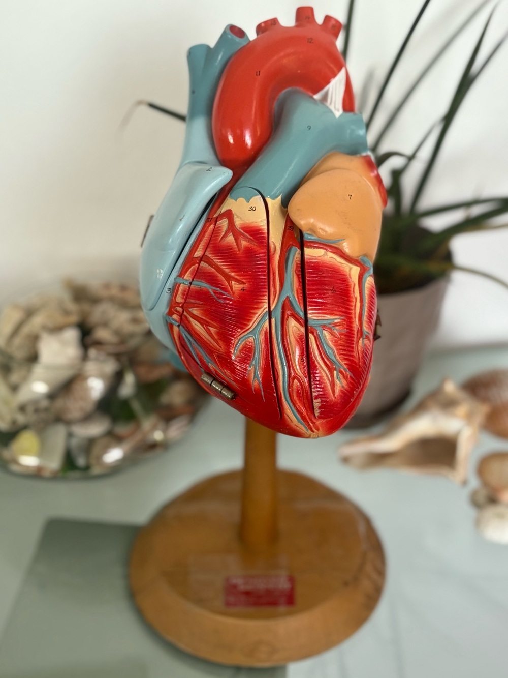 Vintage Denoyer Geppert Hand Painted Anatomical Opening Heart Model